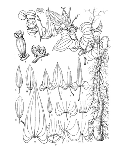 Natural compounds from  Dioscorea polystachya